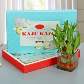 Kaju with Bamboo Plant