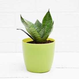 Snake plant with Green Plastic Pot