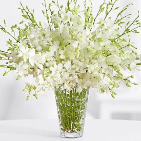 White orchid and in vase