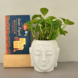 Money Plant in Big Buddha Ceramic Pot