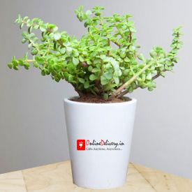 Lively jada plant