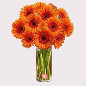 Orange Gerberas in Vase