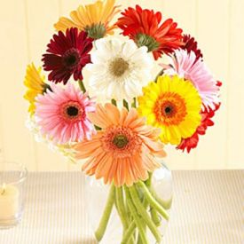 collection of 12 multi color gerberas in a vase