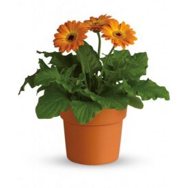 Orange Gerberas plant