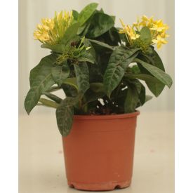 Yellow Ixora plant