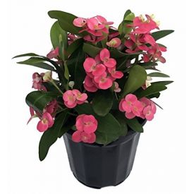 Pink Crown of Thorns Plant