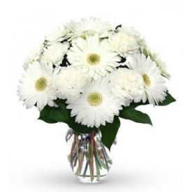 White gerbera with vase